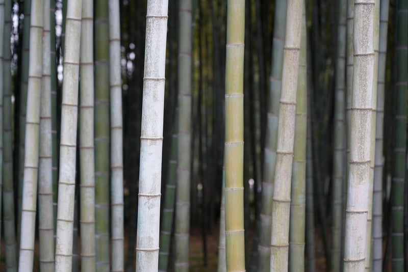 Sustainable Accessories