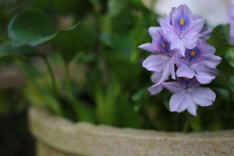 Indoor Plant
